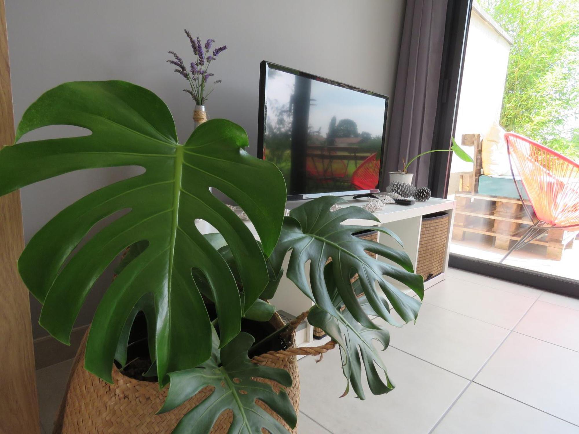 Les Jardins D'Oc - Wifi, Terrasse Et Jardinet - Appart T2 Neuf Soual Exterior foto